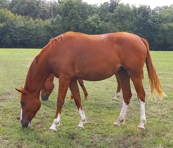 NIGHT LOVE D'ARGENT