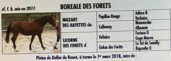 NOUVELLE ARRIVEE BOREALE DES FORETS