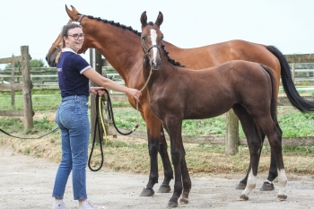 Concours de foals de Chasseneuil 07/2024