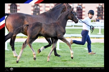 Championnat de France foals