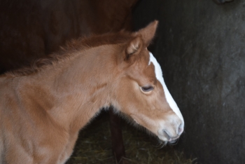 1ère naissance 2019 à l'élevage des loges