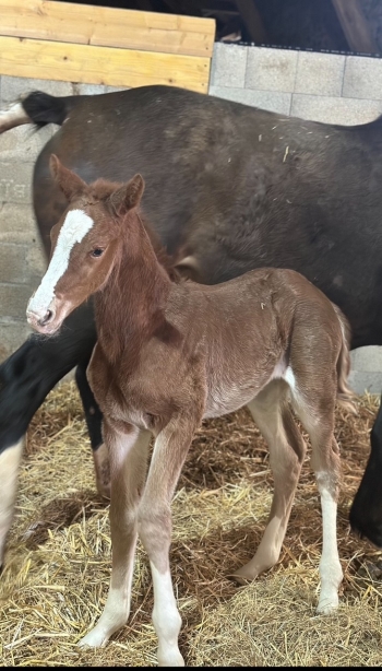 Naissance de Prestige d'Armelle