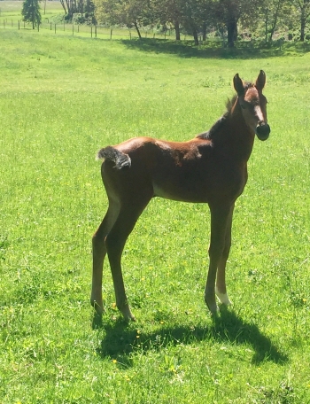 Naissance de Handiama du Repaire x Andiamo Semilly x Notrestar dela Nutria x Papillon Rouge