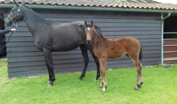 KRACK STAR D'ARGENT 