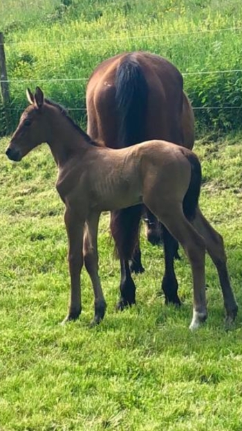 Naissance TELLSTAR du Repaire Z