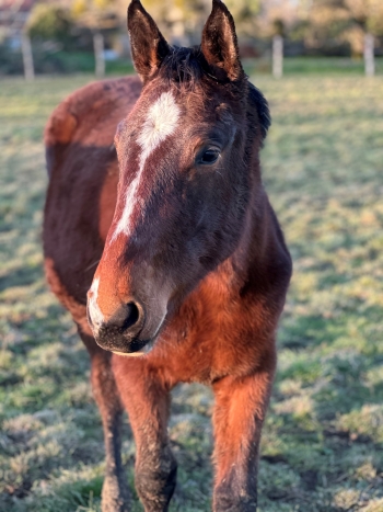 C'NORMA JEANE KERVEC