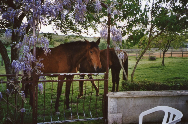  leveurs Chevaux De Sport Charente