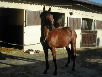 CRISTALE DU FERRON