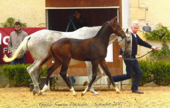 Hendro de Saint'A